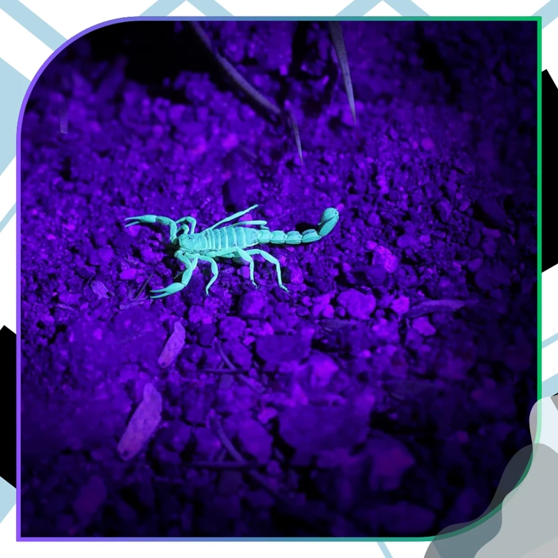 Latarka-UV-LED-aluminiowa4.webp